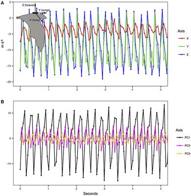 Overall Dynamic Body Acceleration in Straw-Colored Fruit Bats Increases in Headwinds but Not With Airspeed